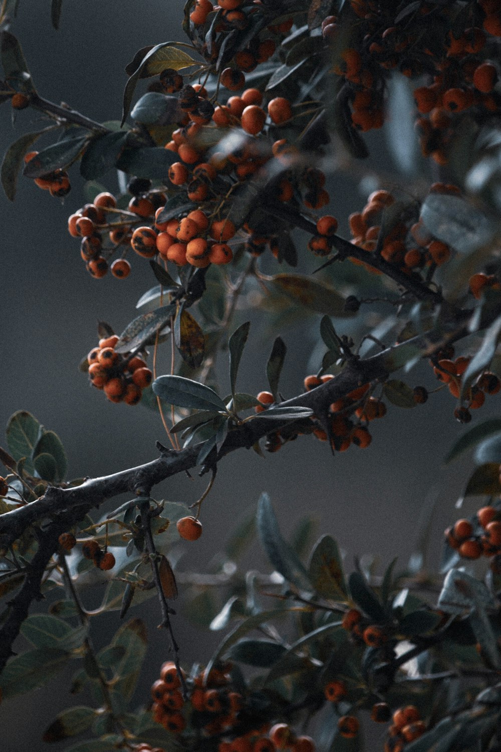 frutos alaranjados e cinzentos na árvore