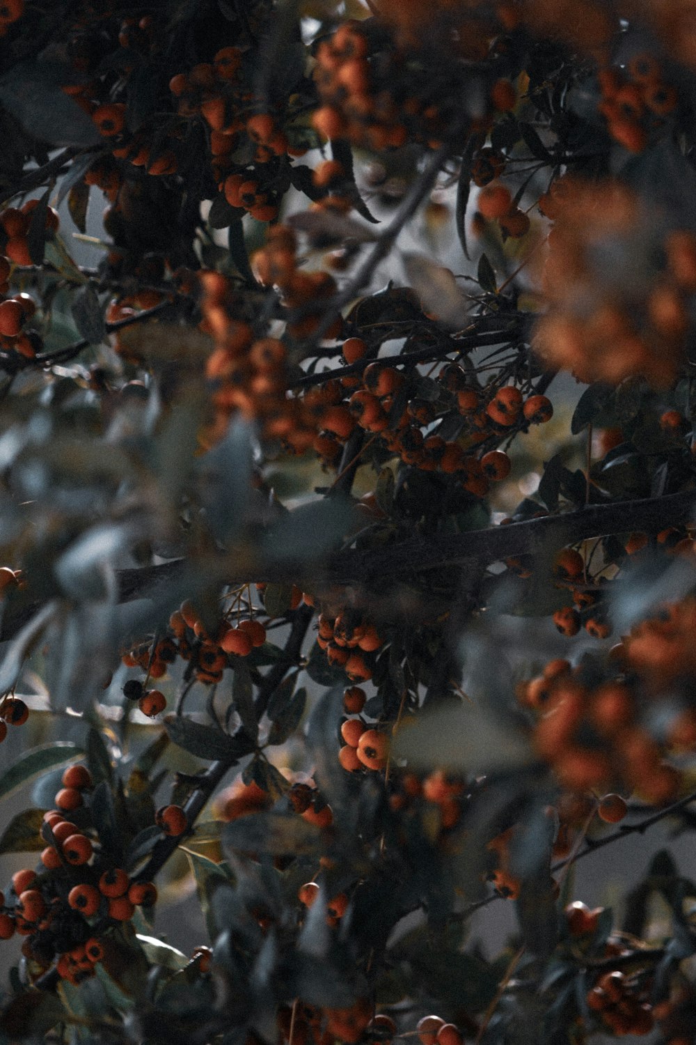 orange and black round fruits