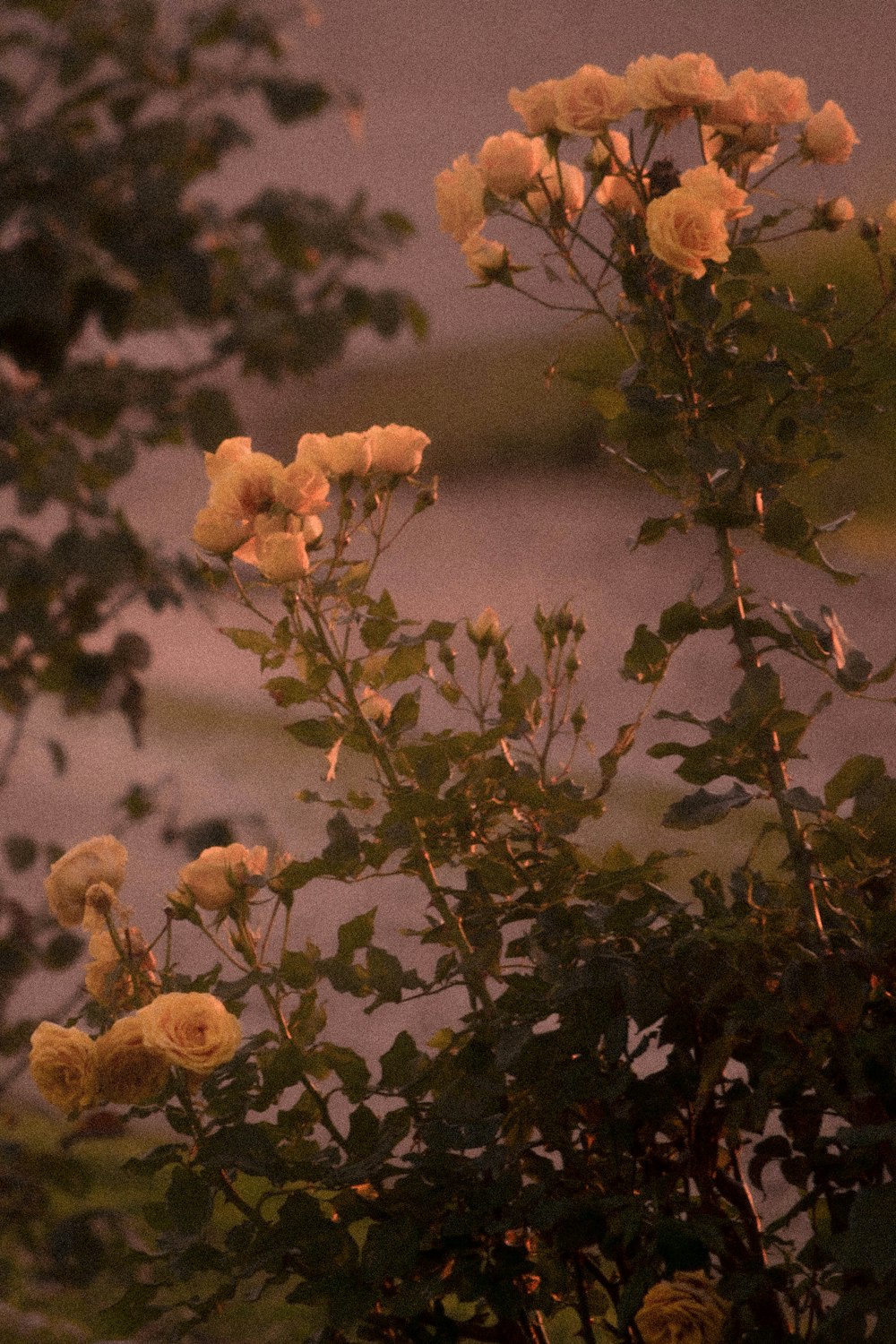 flores amarelas com folhas verdes