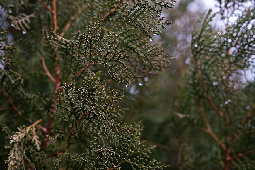 green pine tree with water droplets