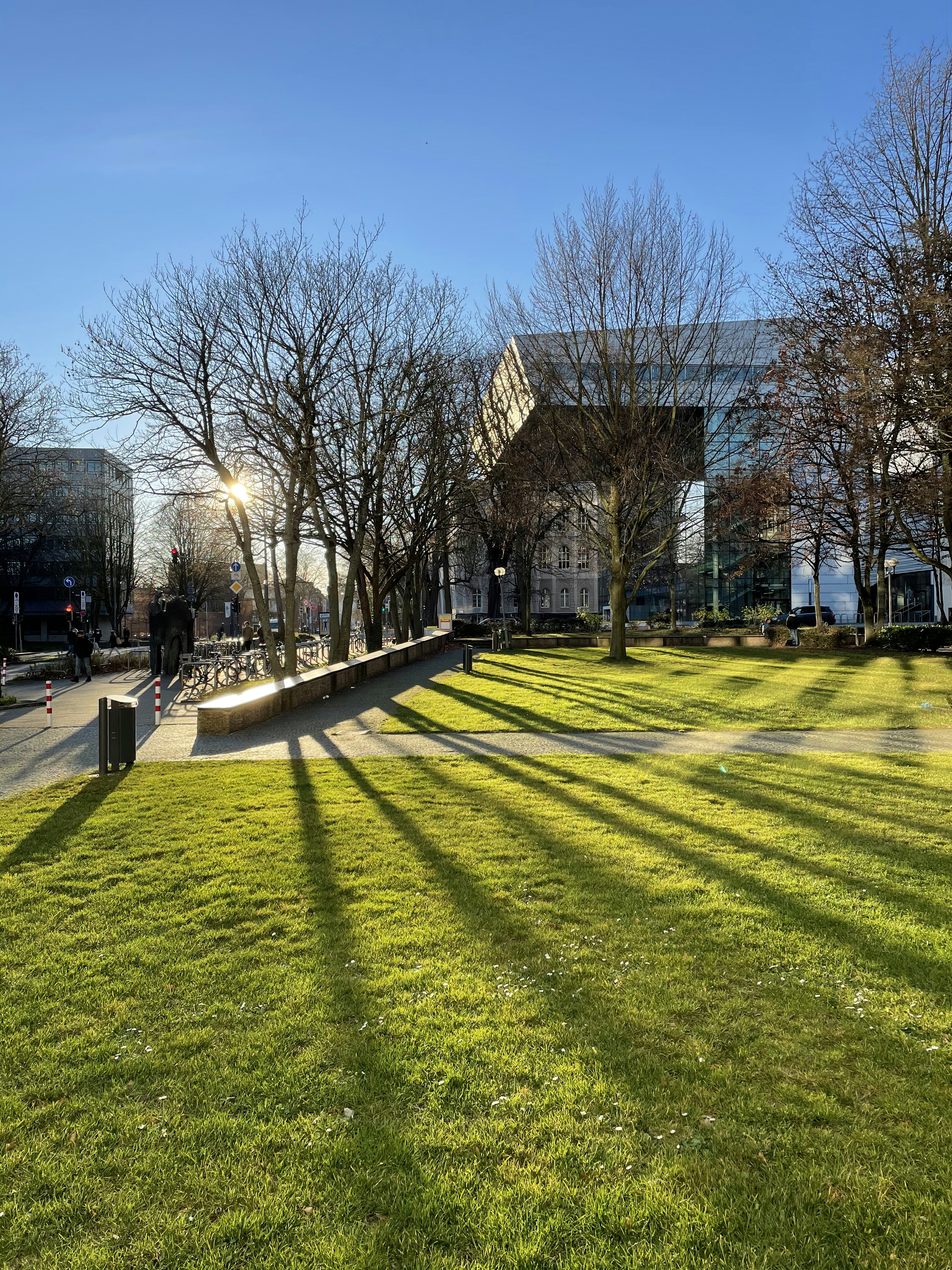 braune kahle Bäume auf grünem Grasfeld tagsüber