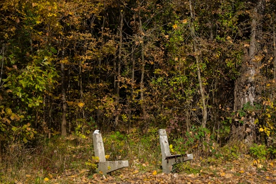 white wooden bench surrounded by green and yellow trees in Sofia Bulgaria