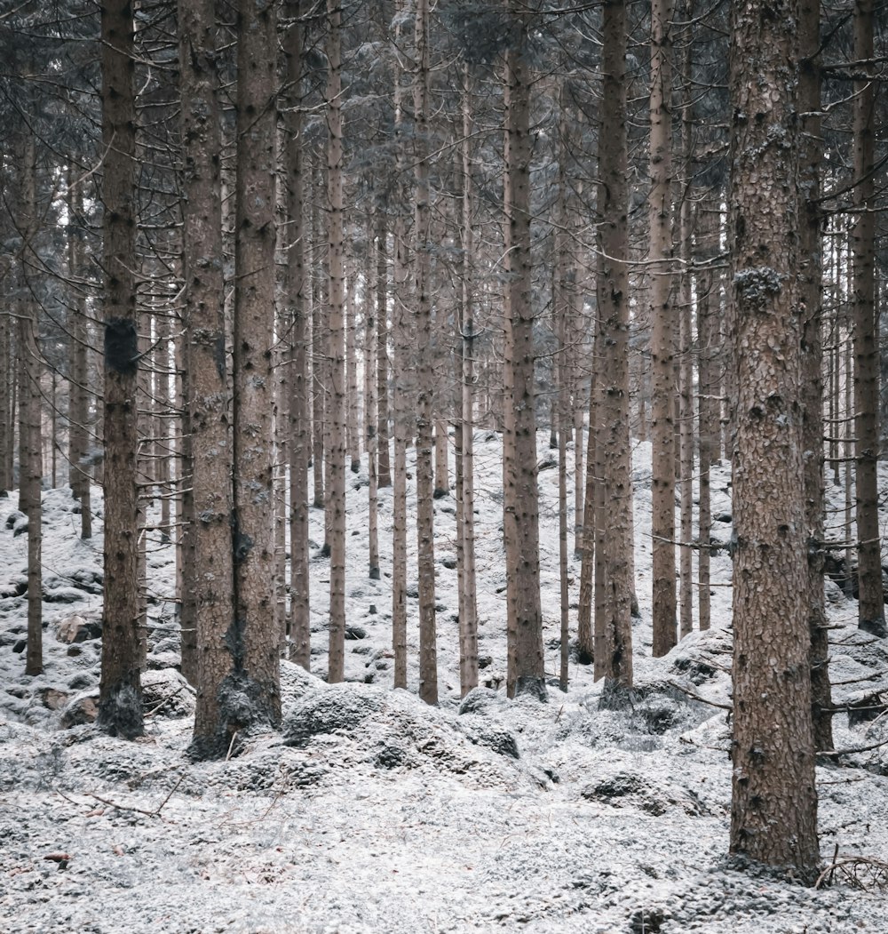 brown trees on white snow covered ground during daytime