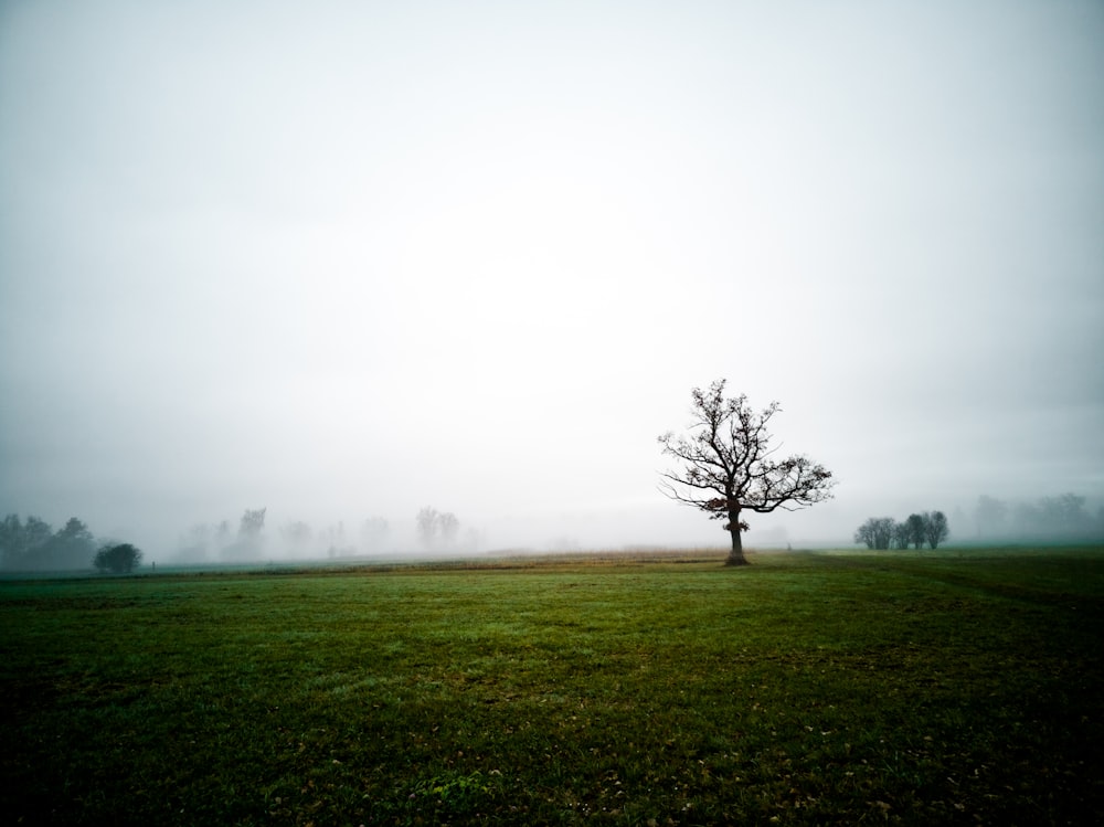 green grass field with fog