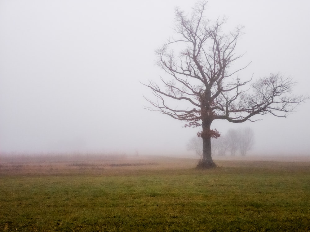 leafless tree on green grass field