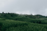 Lush green rice terraces stretching across hills under a cloudy sky in northern Thailand