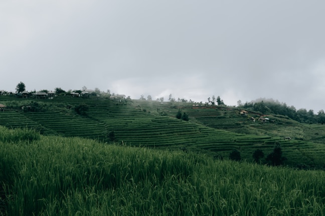 Lush green rice terraces stretching across hills under a cloudy sky in northern Thailand