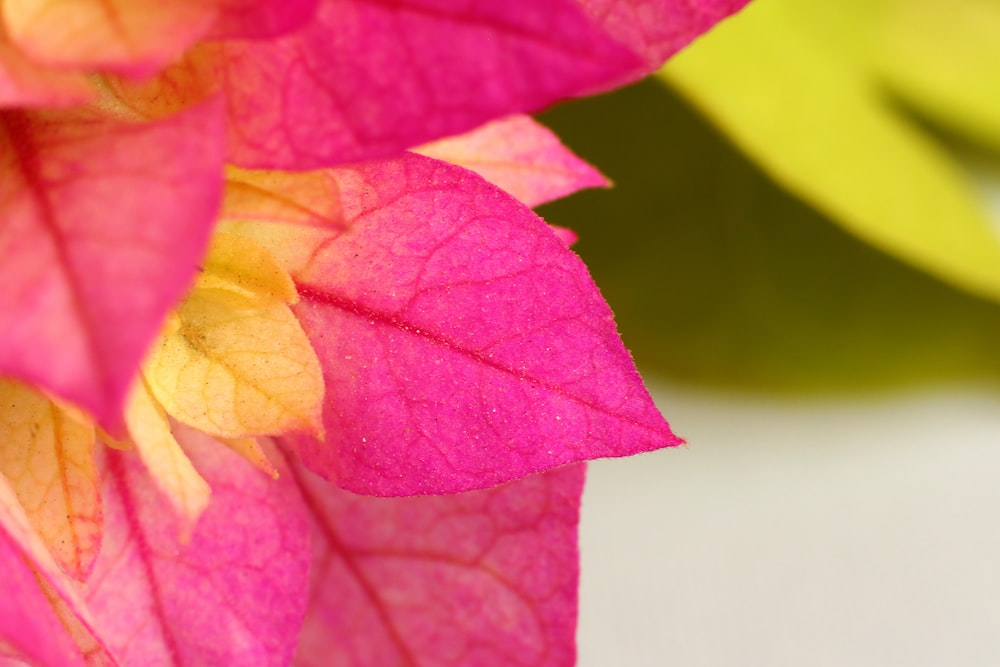 pink and yellow flower petals