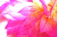 A close-up of vibrant floral petal powders in natural light.
