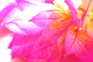 A close-up of vibrant floral petal powders in natural light.