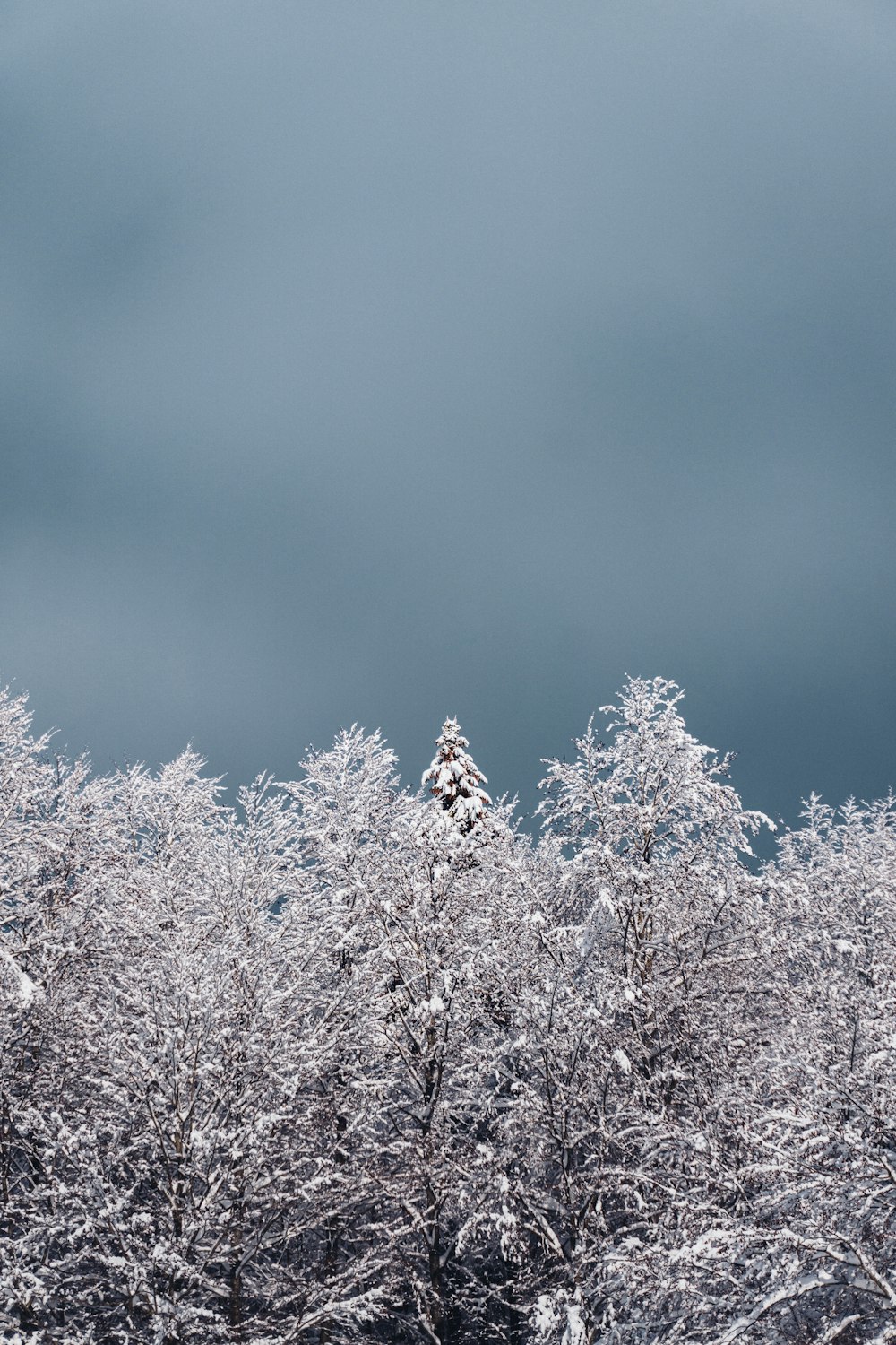 white cherry blossom tree during daytime