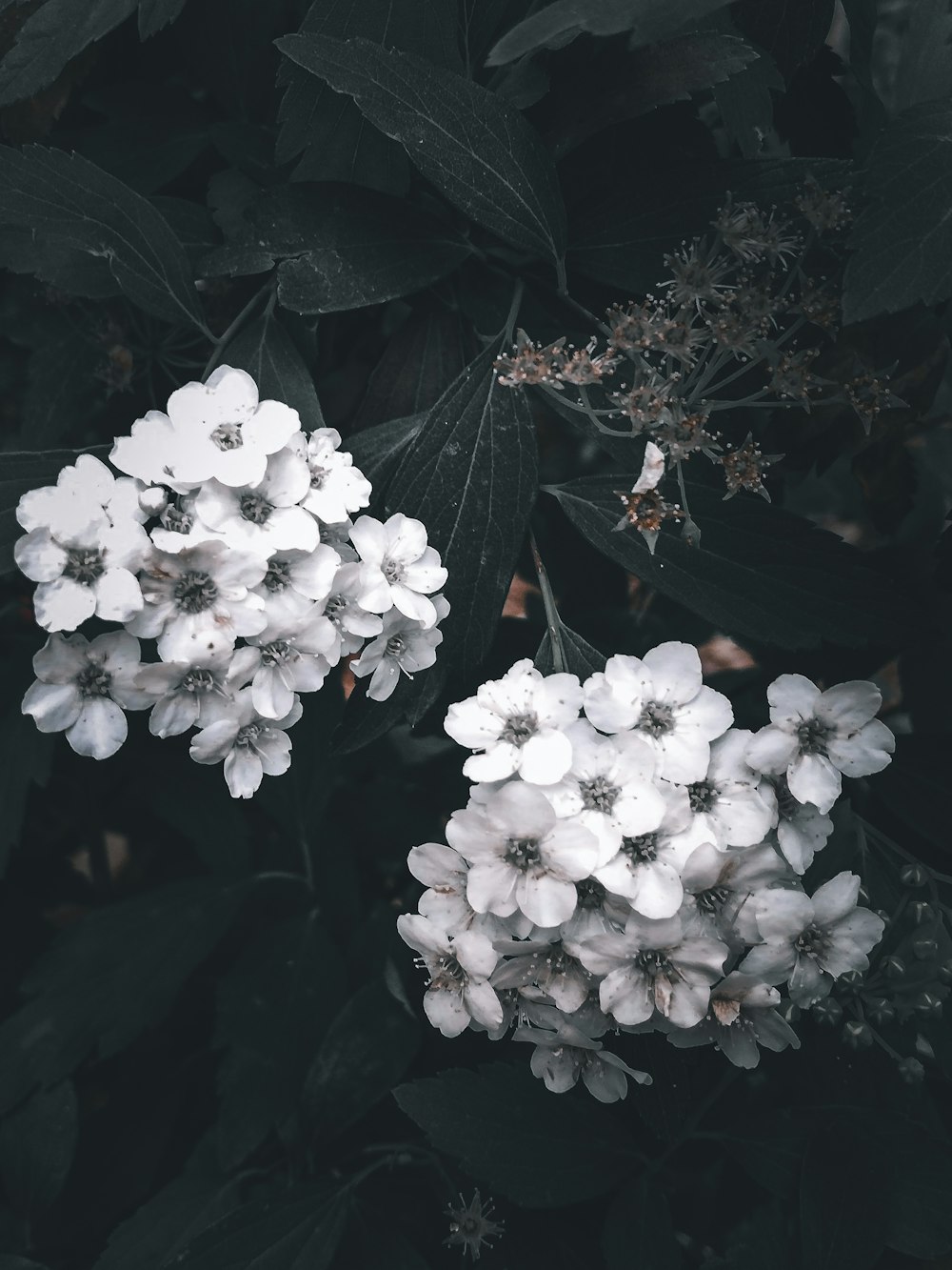 녹색 잎이있는 흰색 꽃