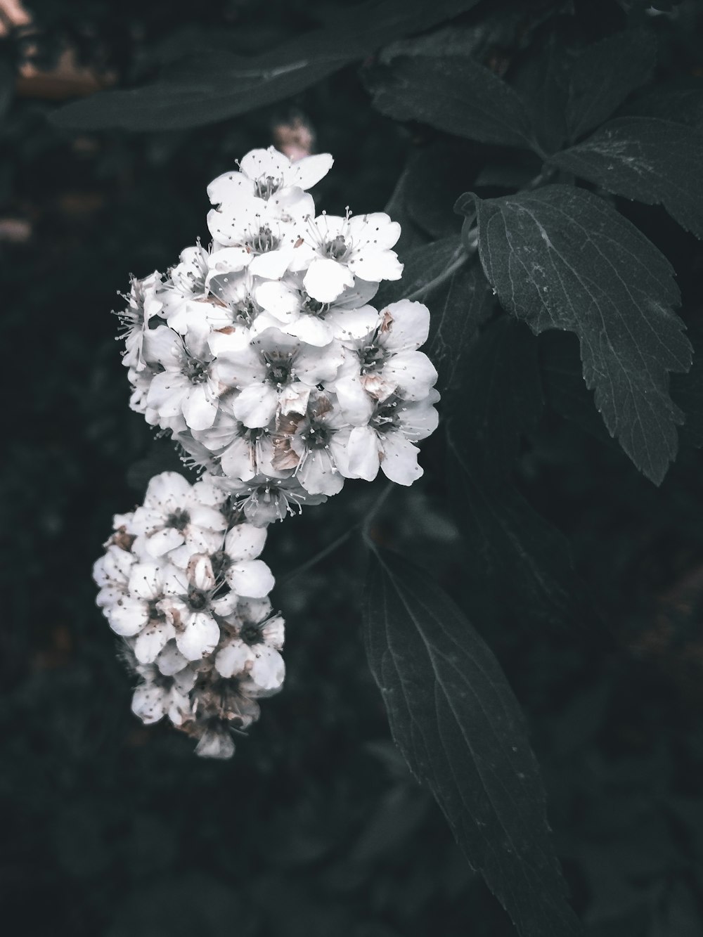 white flowers with green leaves