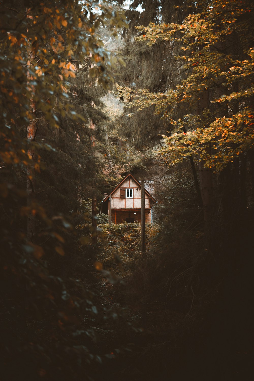 brown wooden house in the middle of forest