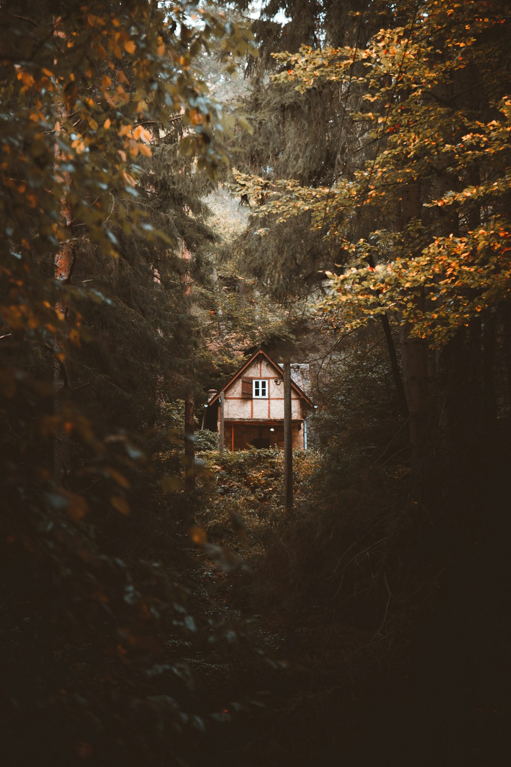 casa de madeira marrom no meio da floresta