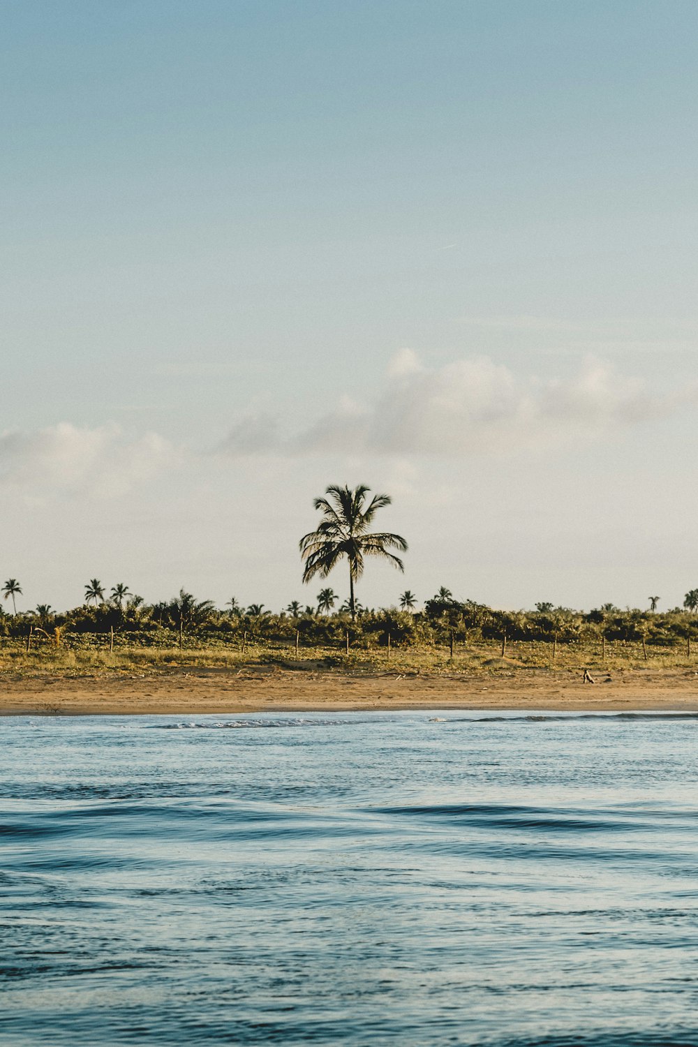 green palm trees near body of water during daytime