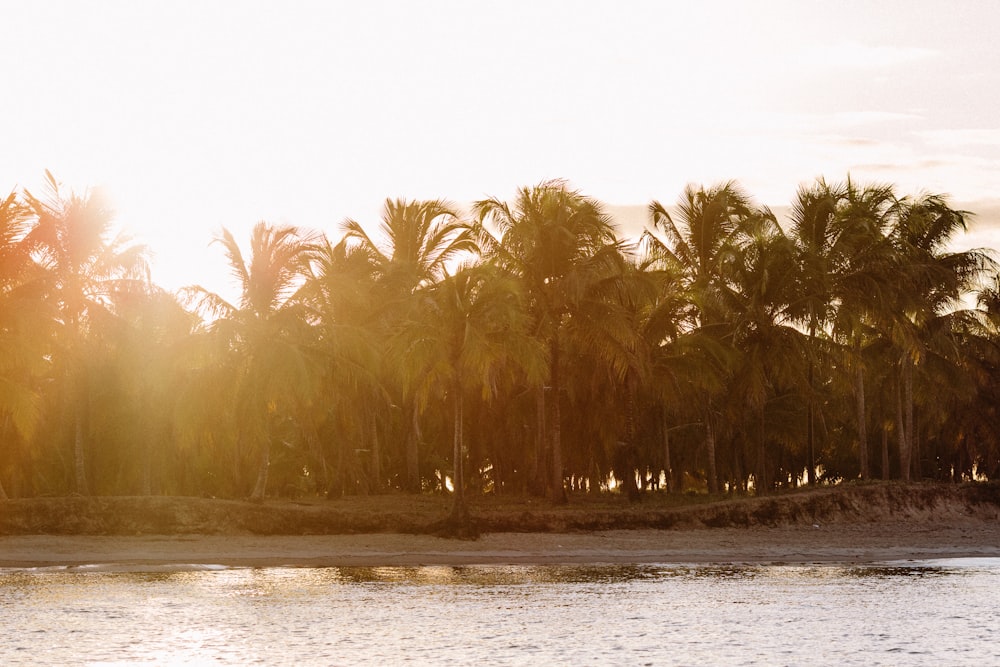 green palm trees near body of water during daytime