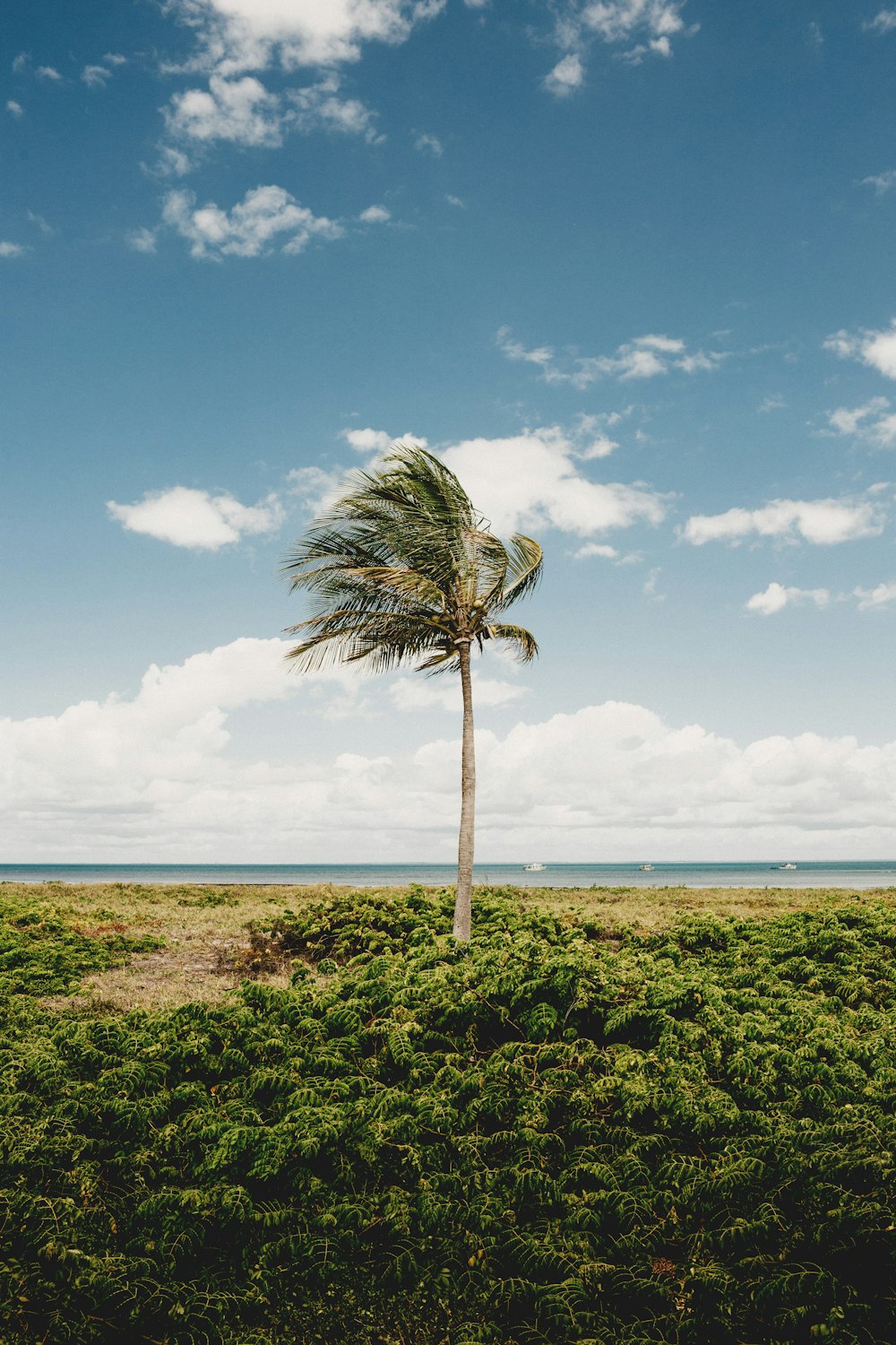 green palm tree near sea under blue sky during daytime