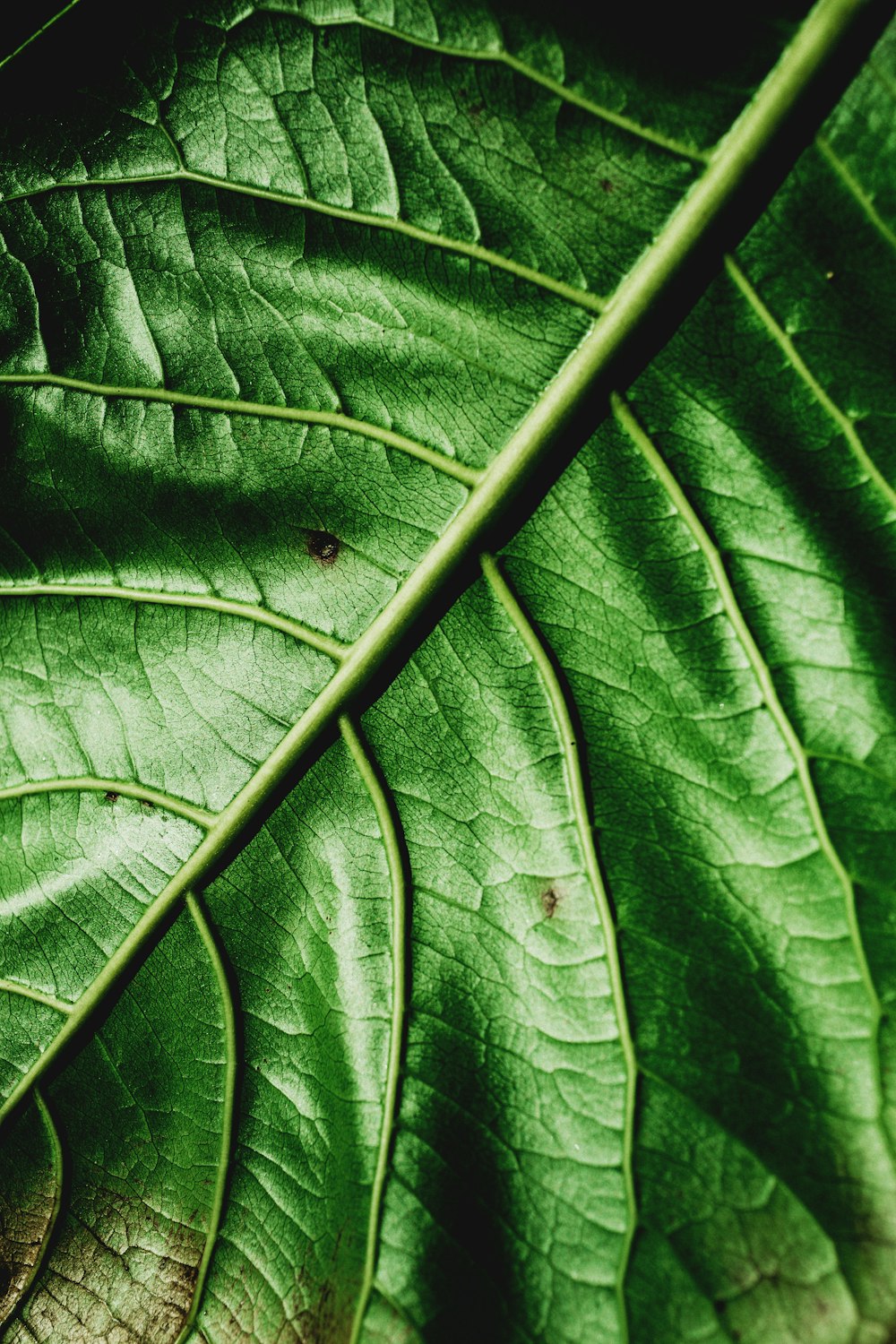 green leaf in close up photography