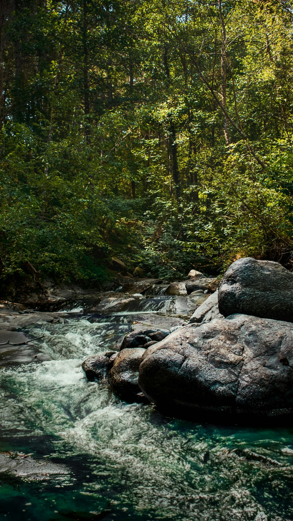 river in the middle of forest during daytime