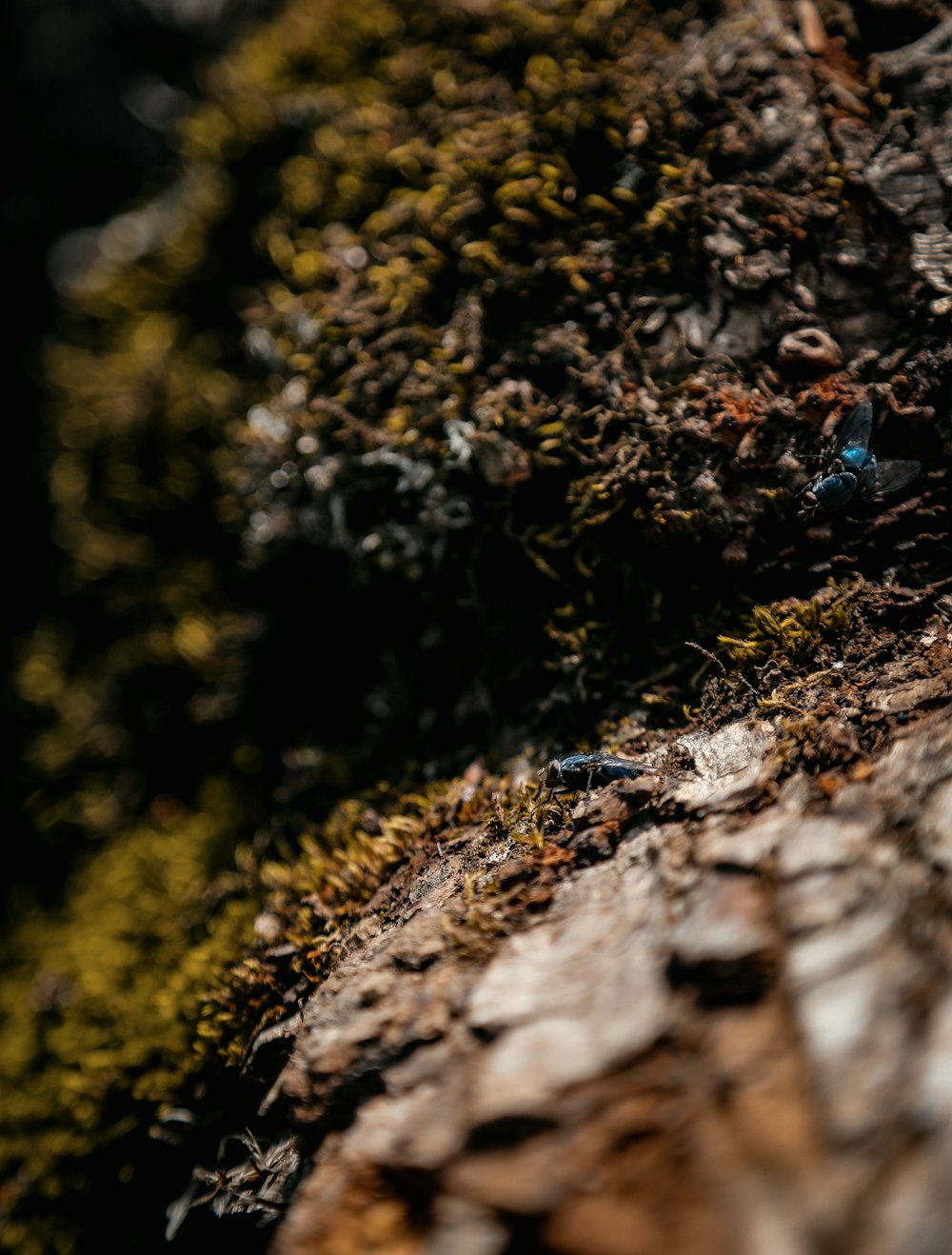 blauer und schwarzer Schmetterling auf braunem Baumstamm