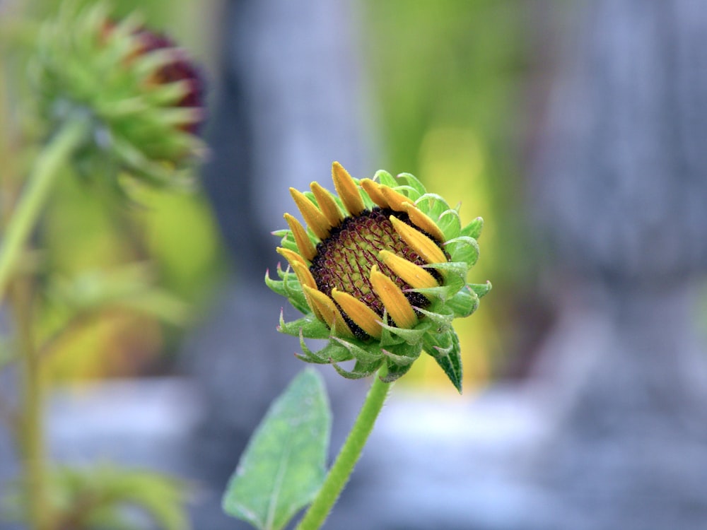 green and brown flower bud in close up photography