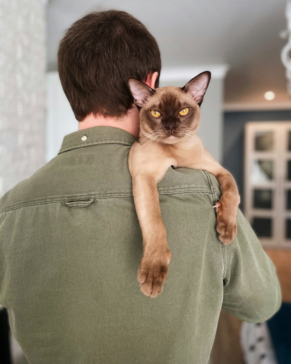 homem na camisa social cinza que transporta o gato marrom e preto