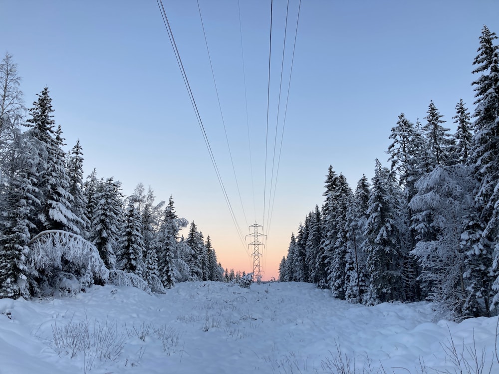 snow covered trees under blue sky during daytime