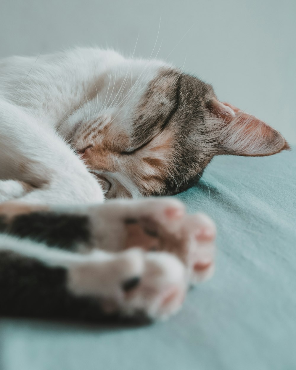 white and brown cat lying on teal textile