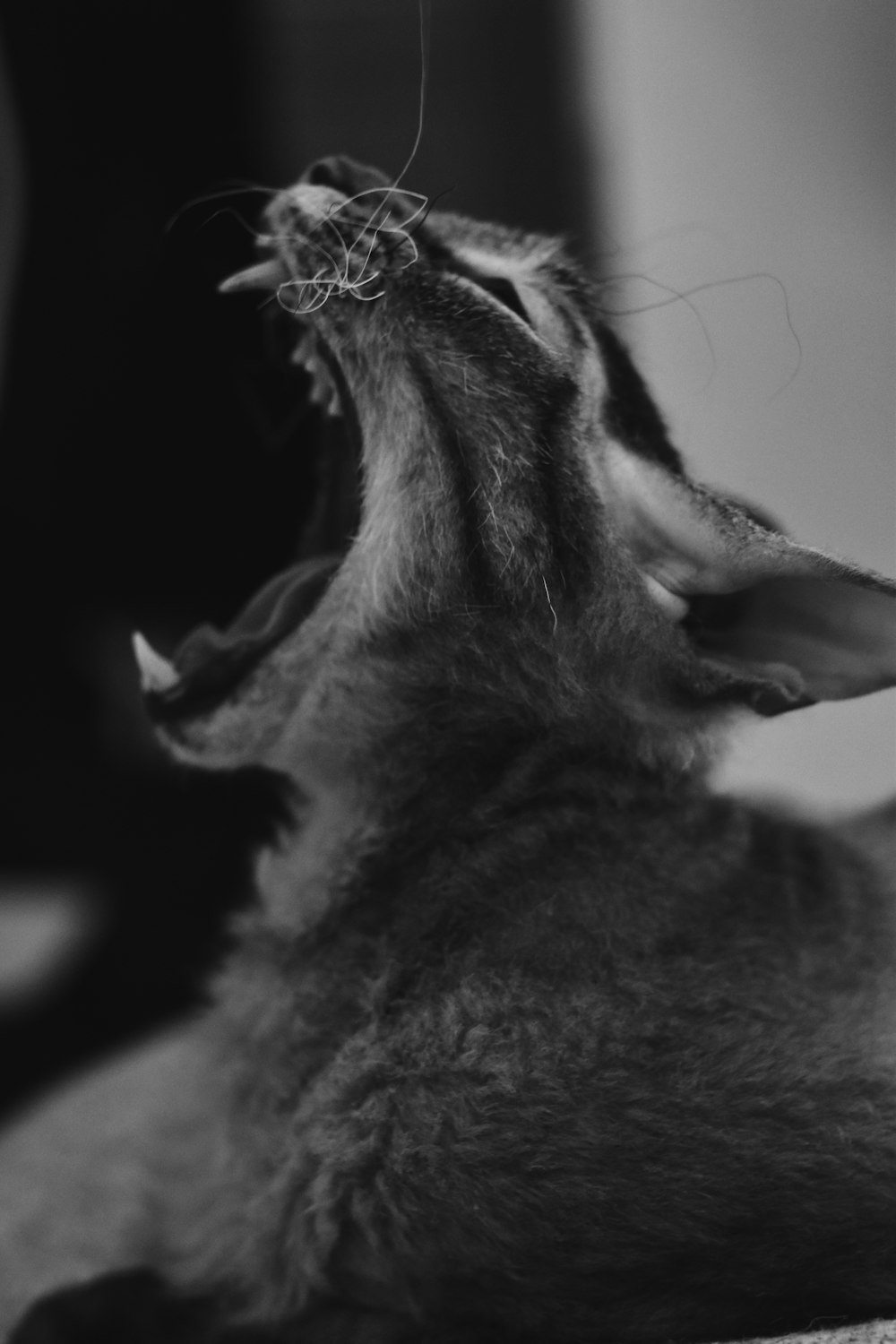 grayscale photo of a cat with a tree branch