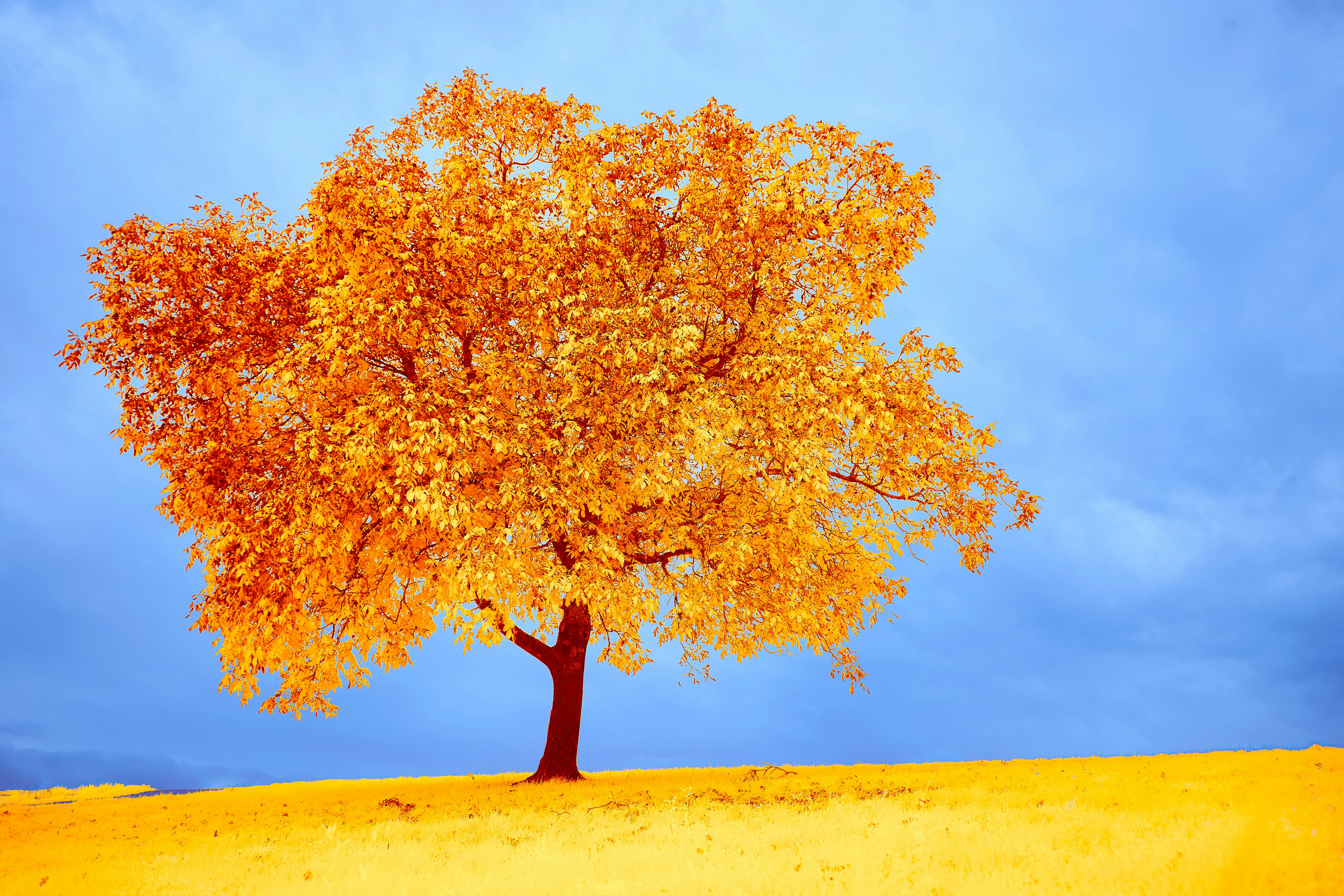 Photo by wolfgang_hasselmann