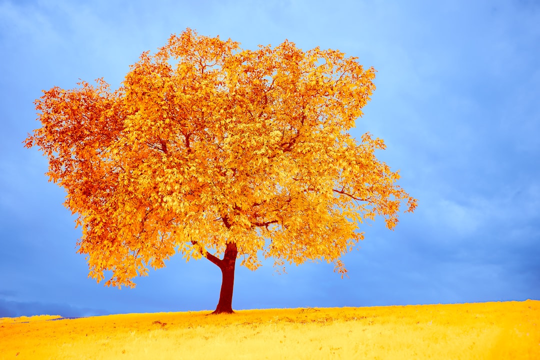 brown tree on brown sand during daytime