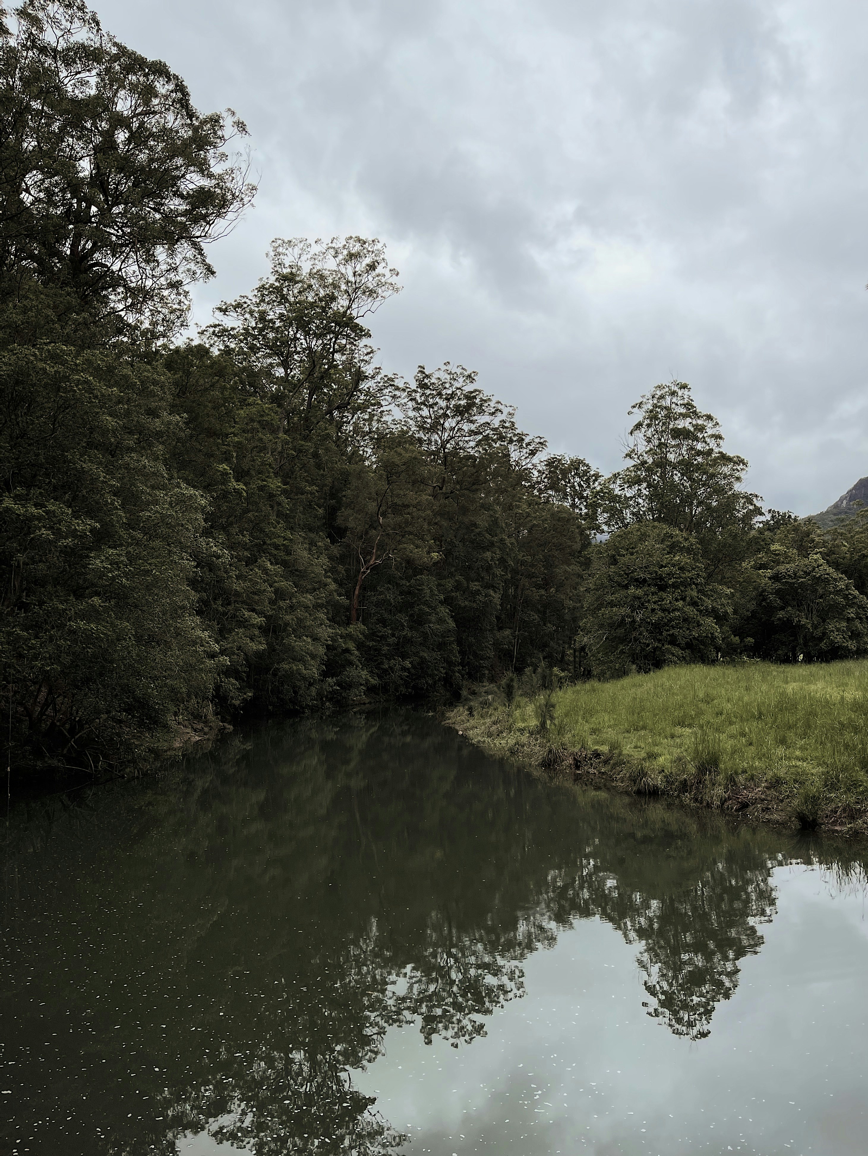 green trees beside river under cloudy sky during daytime