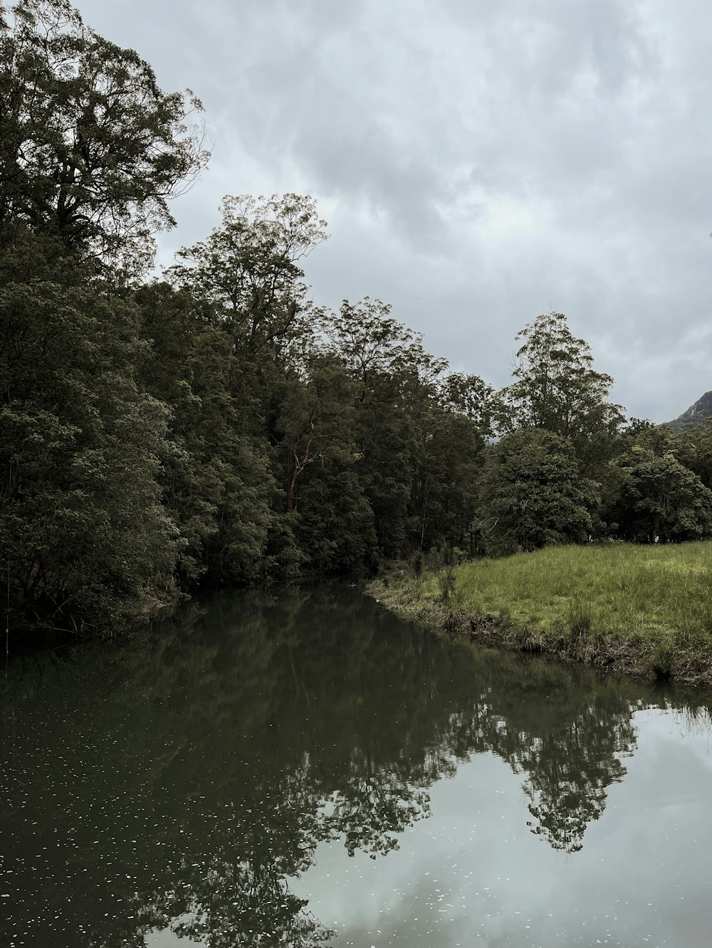 green trees beside river under cloudy sky during daytime