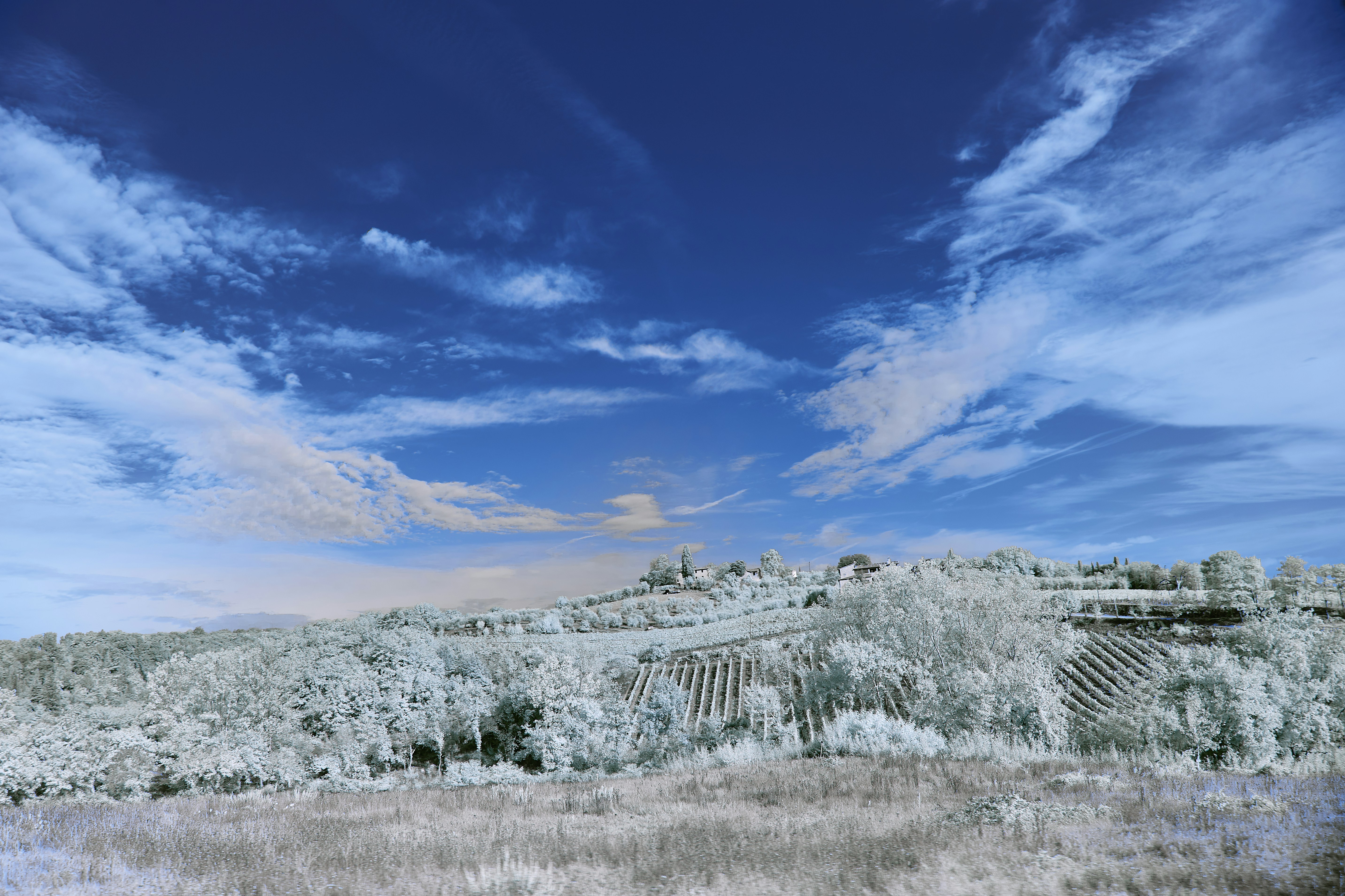 Photo by wolfgang_hasselmann