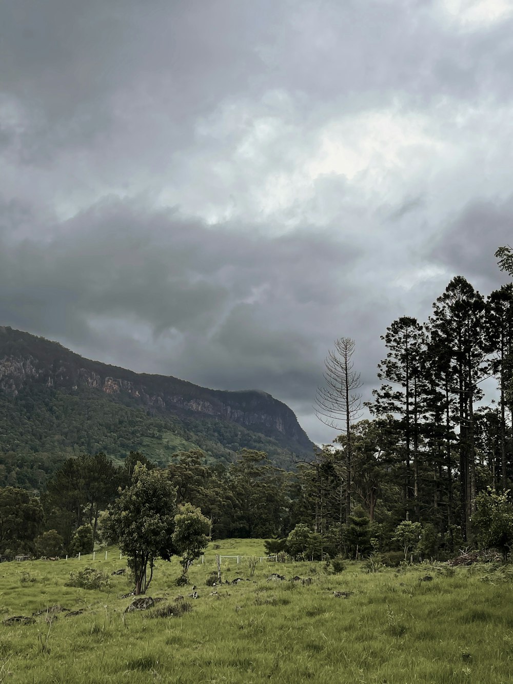 green trees on green grass field under cloudy sky during daytime