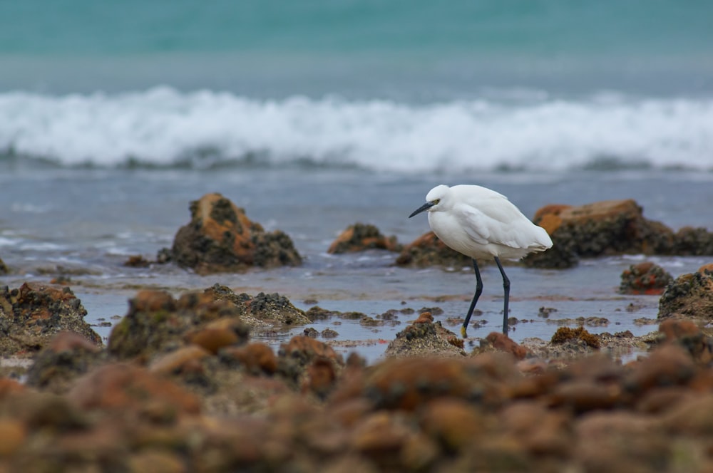 white bird on brown sand during daytime