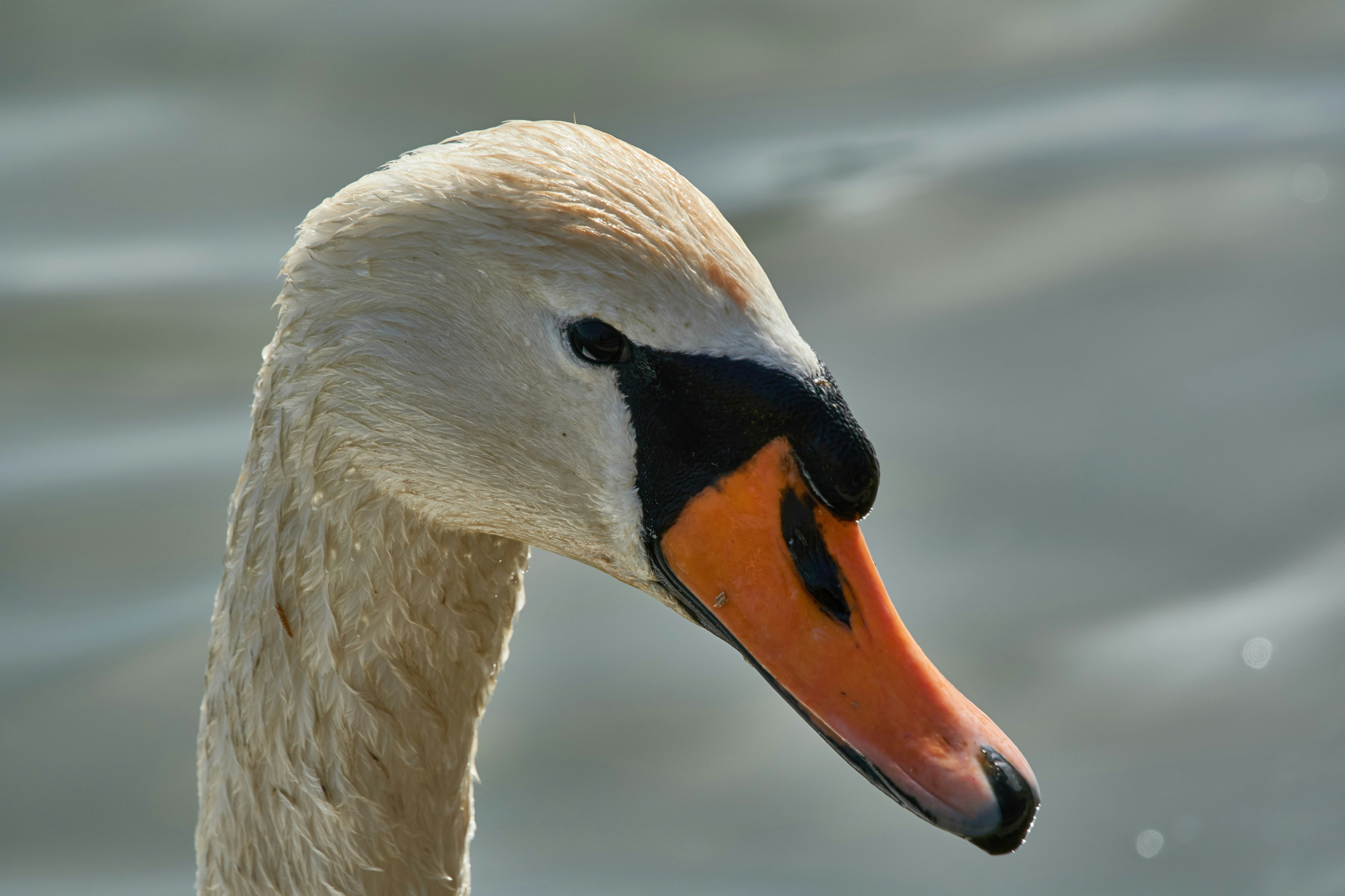 Photo by wolfgang_hasselmann