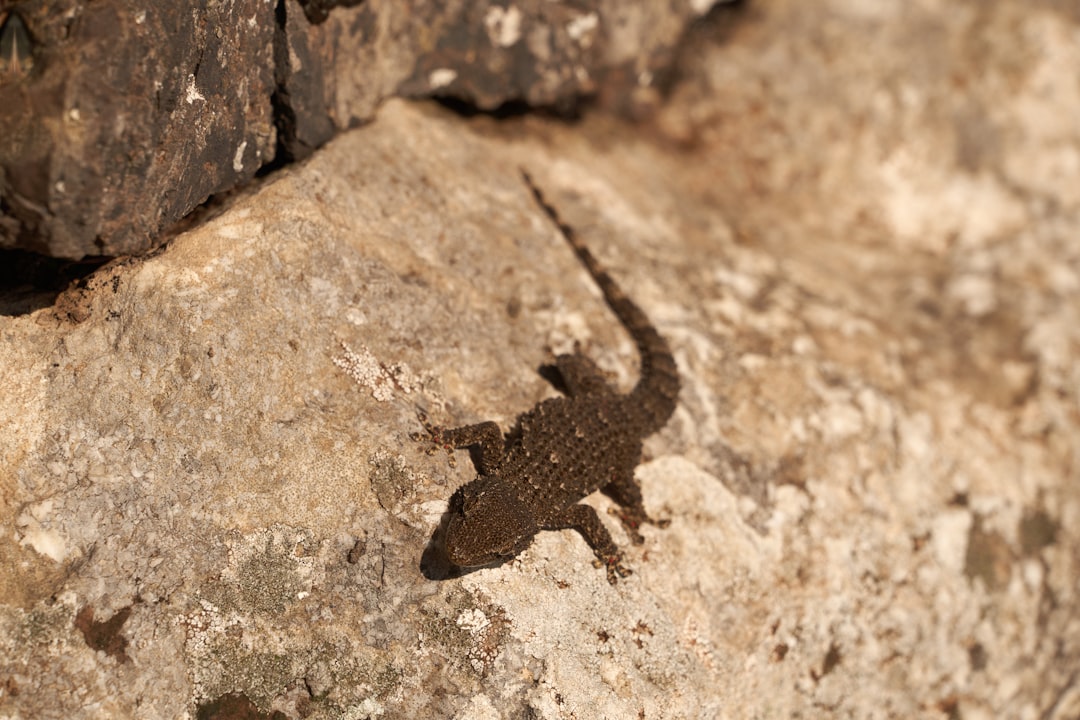 brown lizard on brown rock