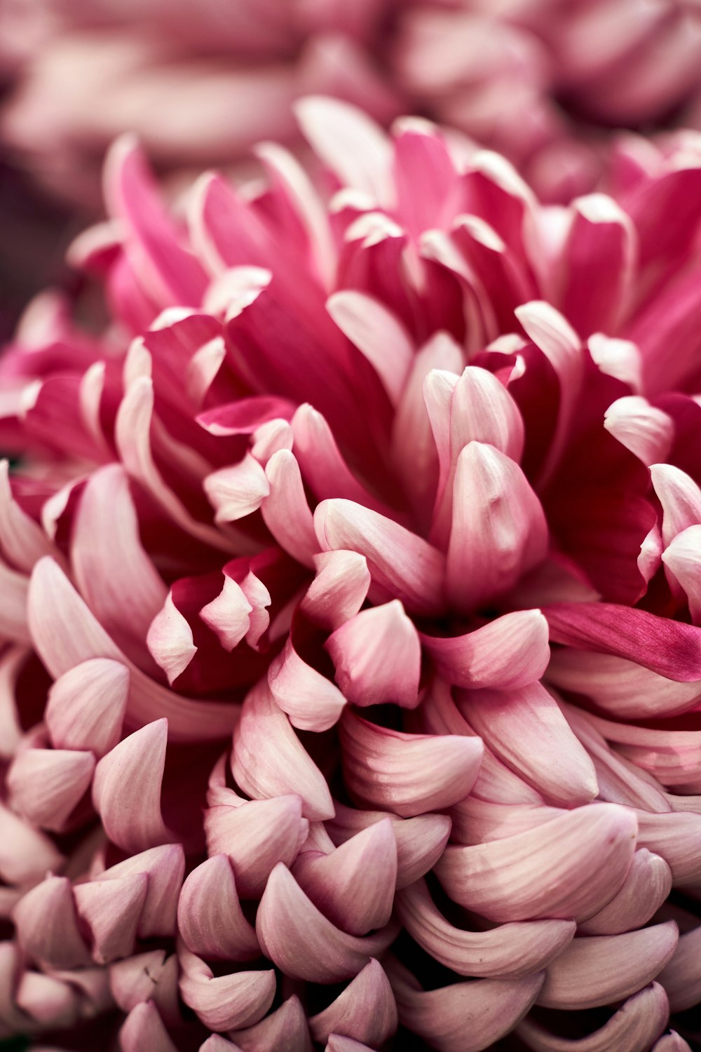 pink flower in macro shot