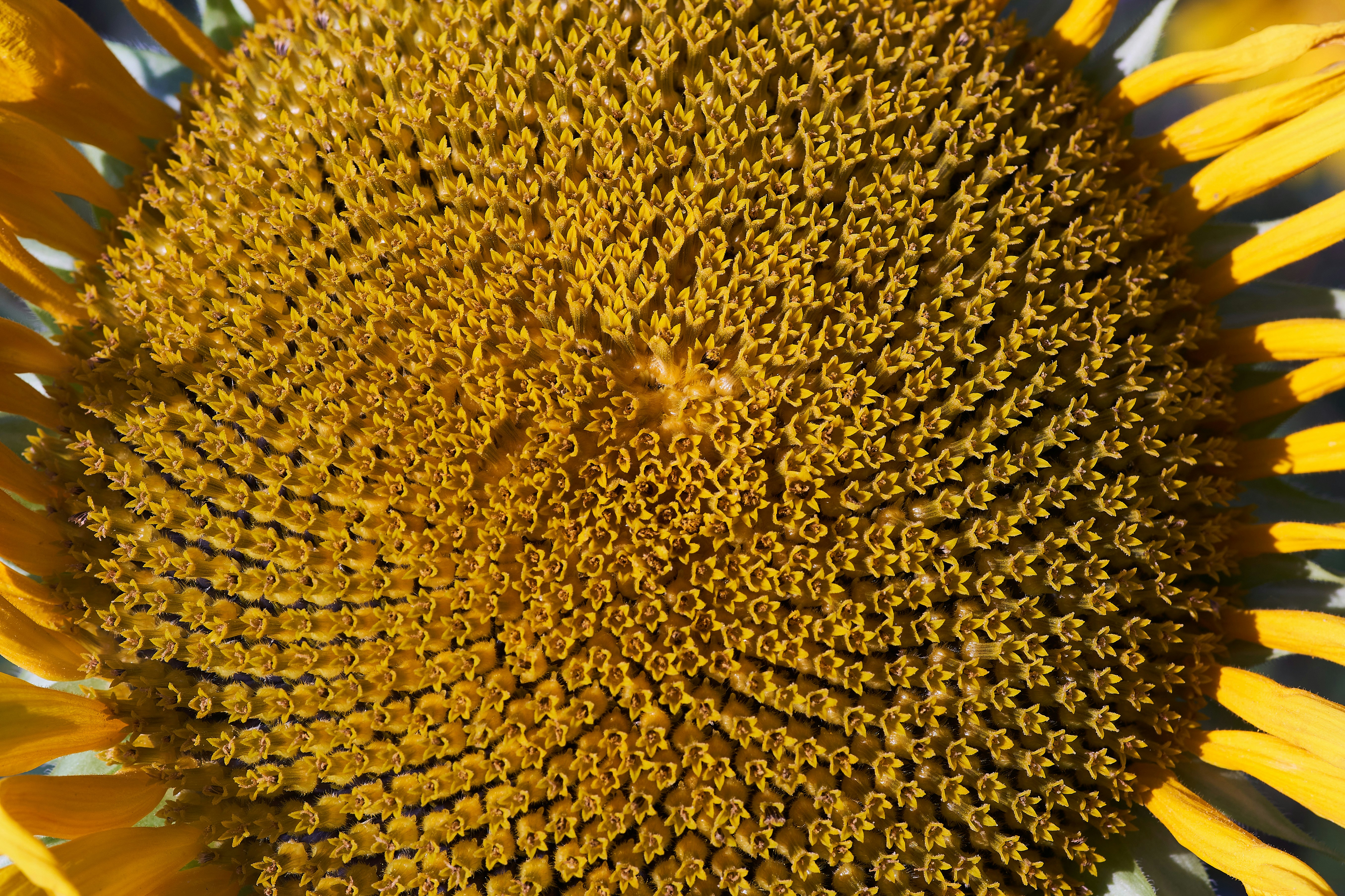 Photo by wolfgang_hasselmann