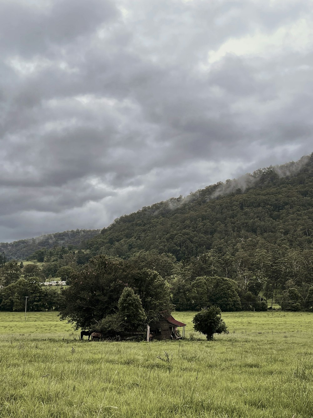 green trees on green grass field near mountain under white clouds during daytime