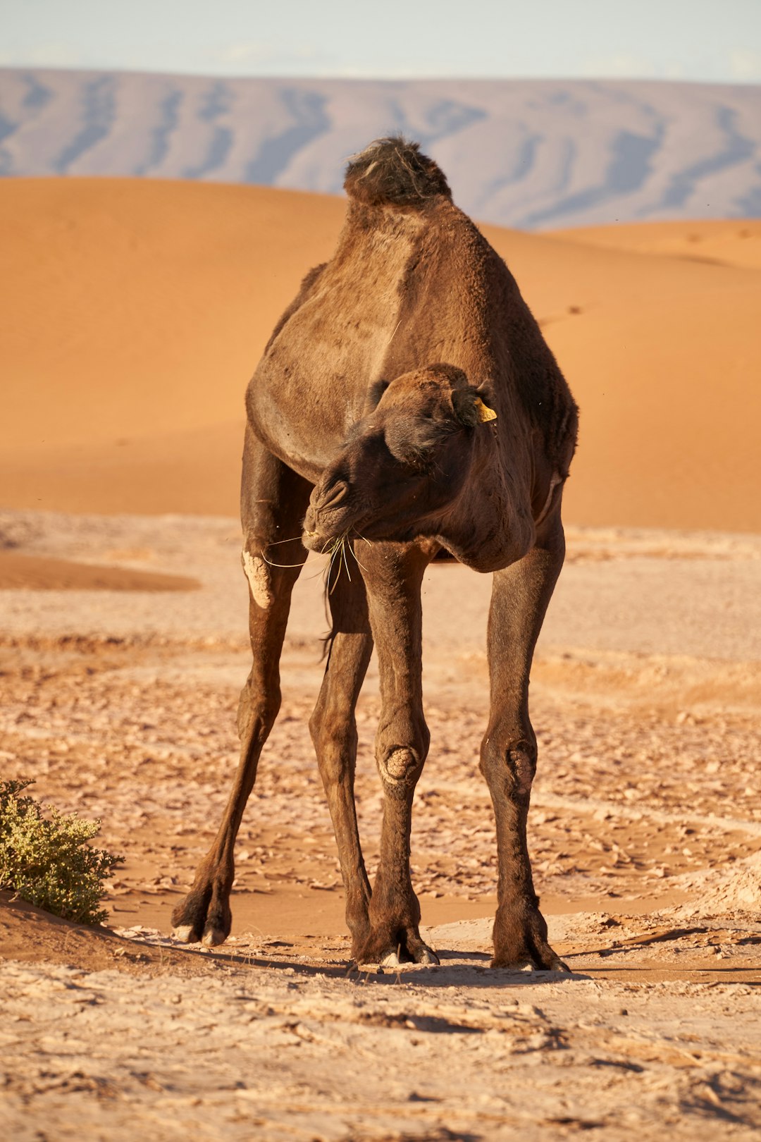 brown camel walking on brown sand during daytime