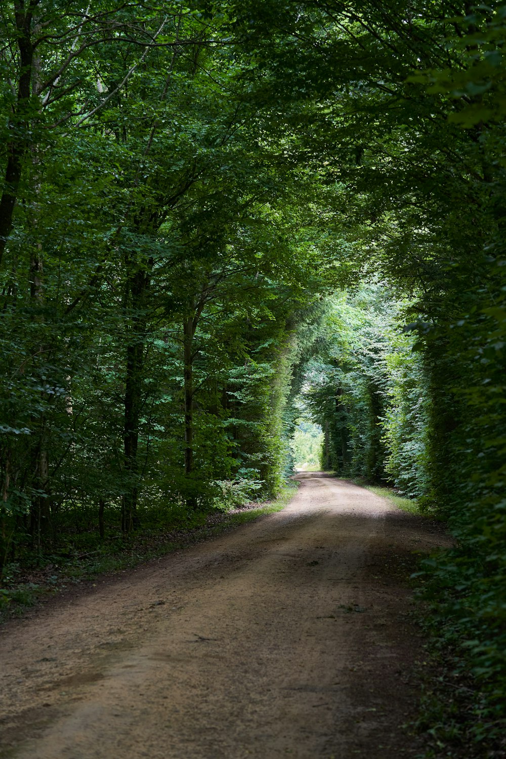 gray road in between green trees during daytime