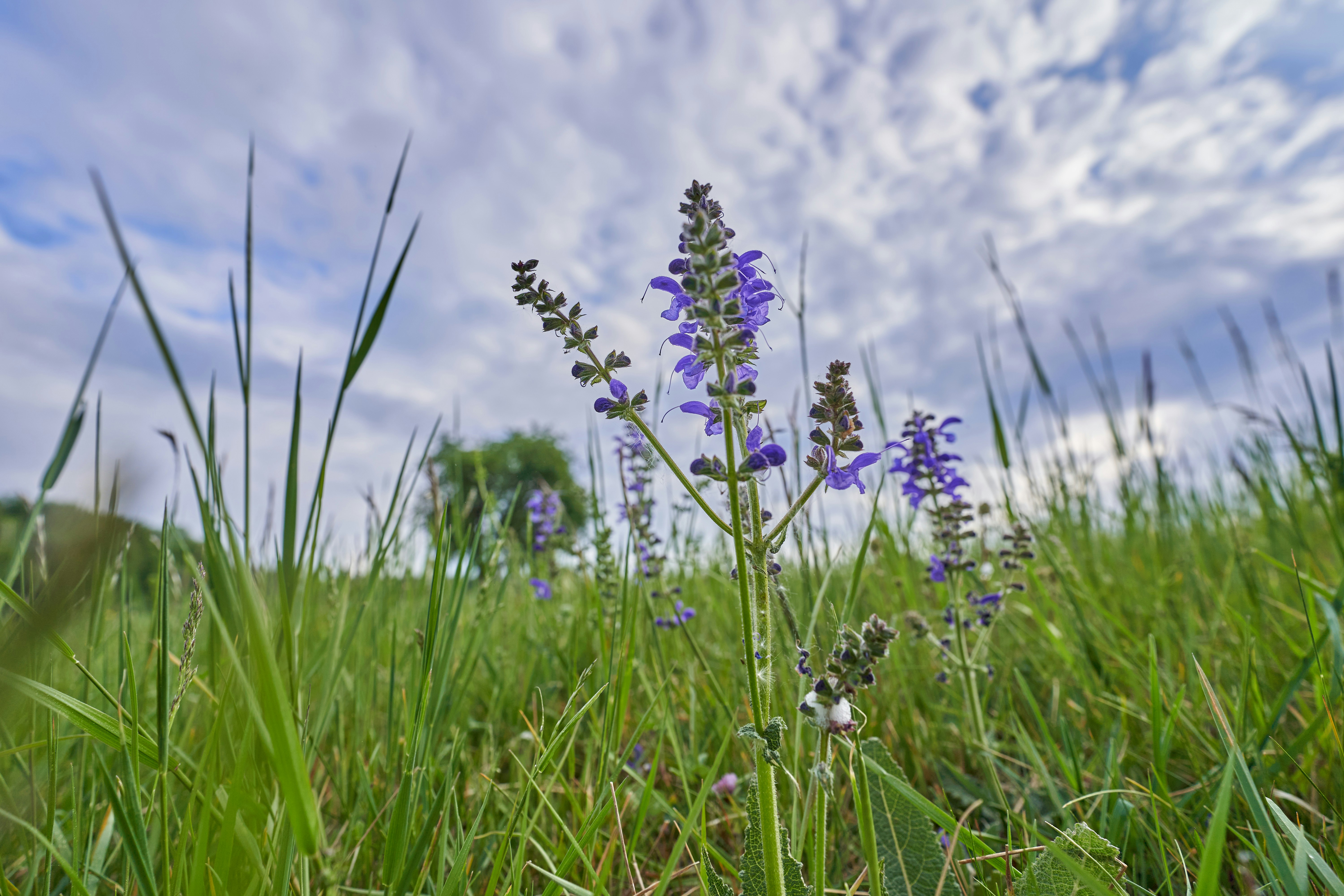 Photo by wolfgang_hasselmann