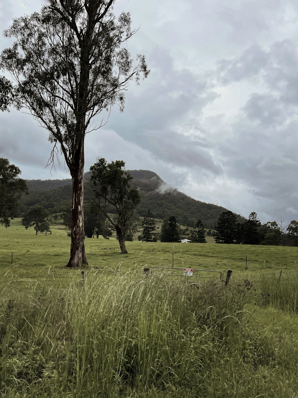 green grass field with trees and mountains in distance