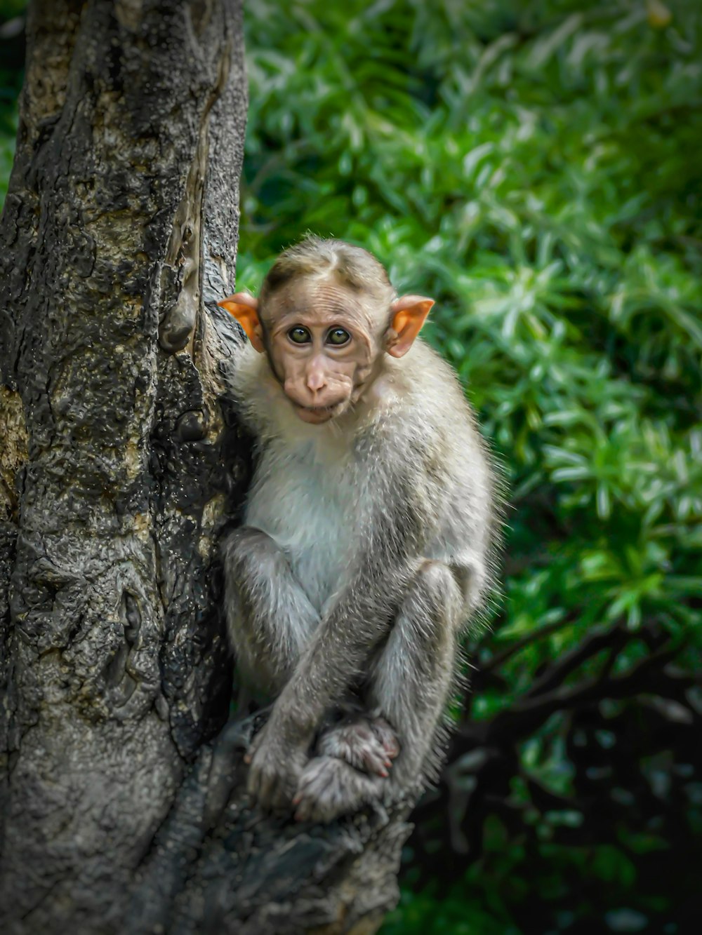 white monkey on brown tree trunk during daytime