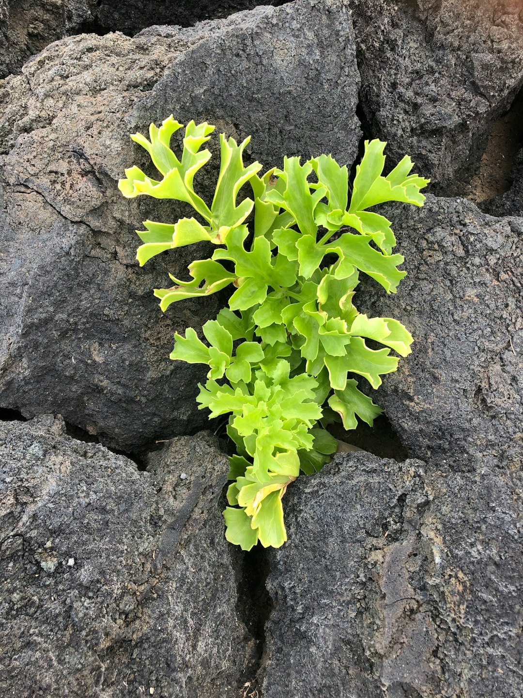 green plant on gray rock