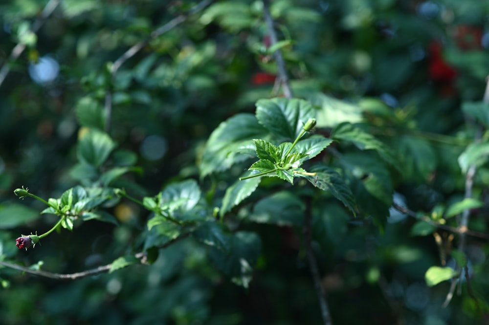 green leaves in tilt shift lens