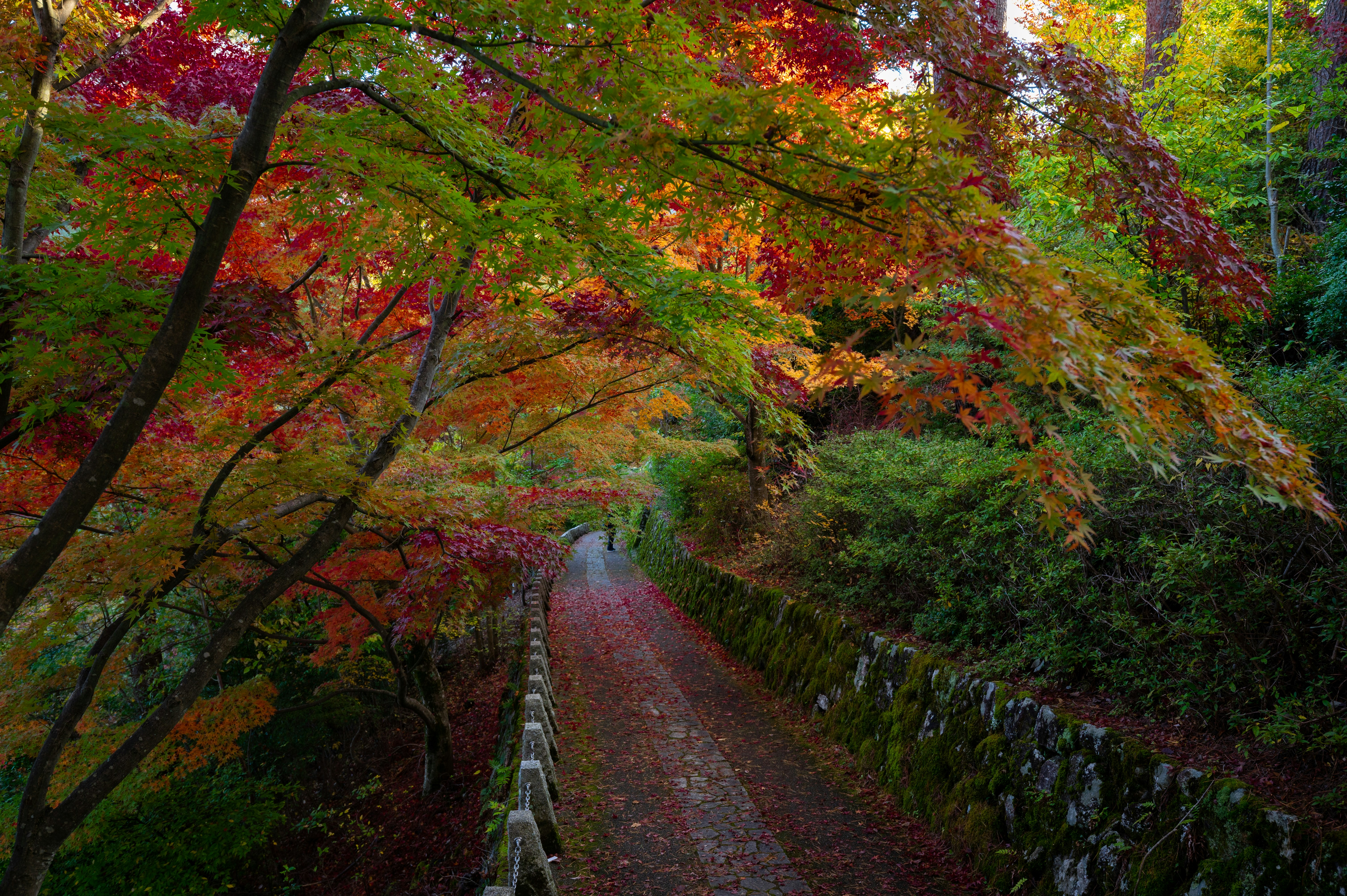 small road in the mountains of Yoshino, in Nara, Japan